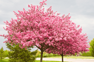 Enhance Your Bay Area Landscape with the Western Redbud