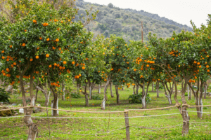 Choosing the Right Fruit Tree for Your Garden
