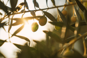 Close up of an olive tree with sun reflecting in the background.
