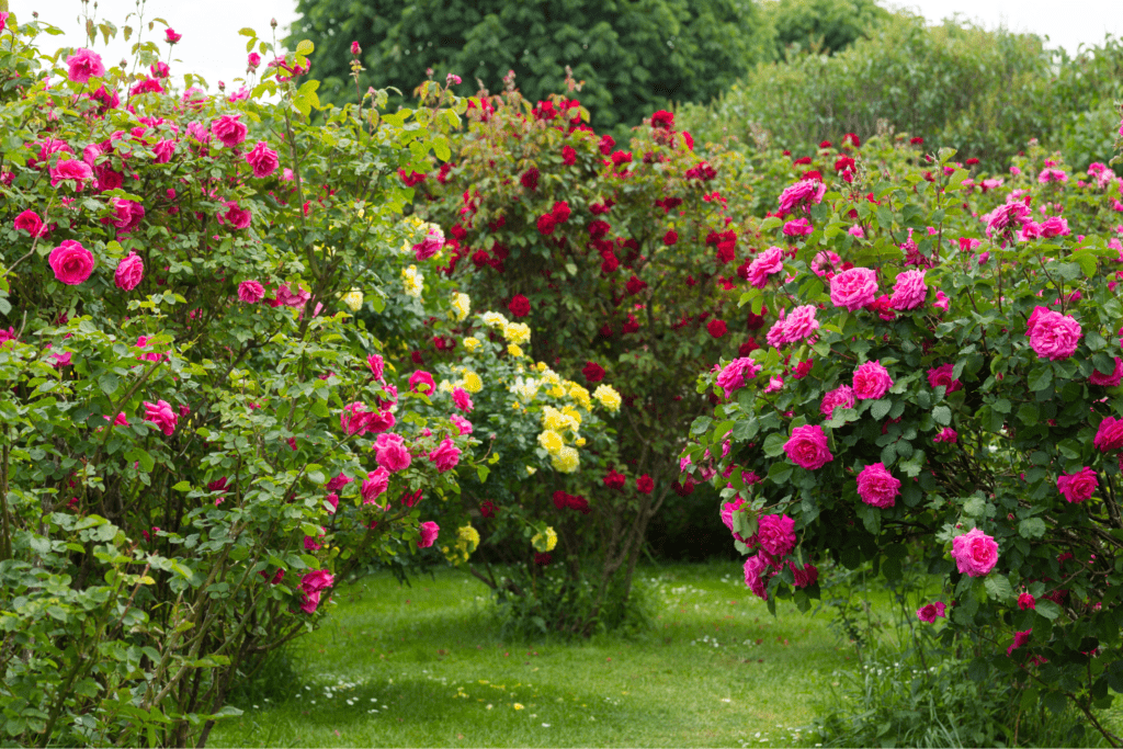 Winter Rosebush Care: Essential Pruning Tips for San Jose Gardens
