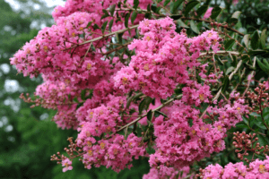 Optimize Your Outdoor Space with the Crape Myrtle