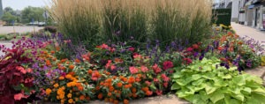 Beautiful array of flowers and plants Enhancing Outdoor Spaces