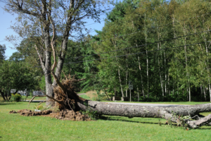 Large tree is down conveying the need to safeguard trees from extreme weather