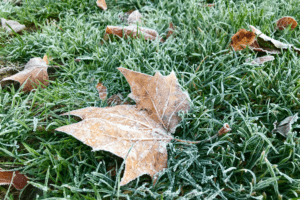 Frost and cold lawn showcasing the importance of winter lawn care in the Bay Area.