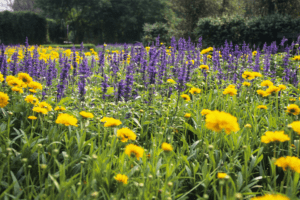 Vibrant field of purple lavender and yellow marigolds in full bloom, demonstrating eco-friendly pest control in a natural garden setting.