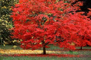 Bright red foliage of a Japanese maple tree in full autumn bloom, contrasting against the green grass and a background of yellowing leaves.