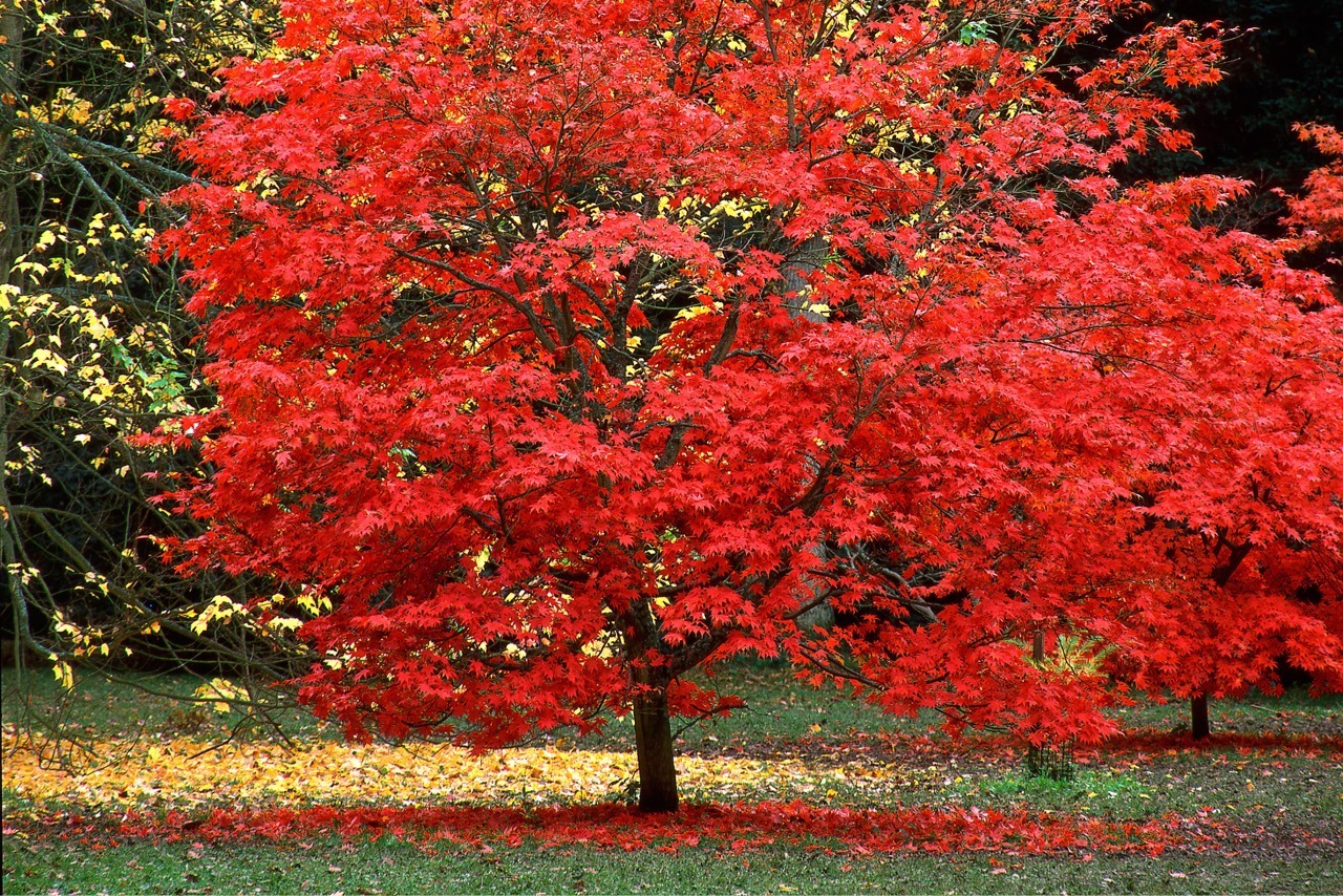 Seasonal Color: Planting for Vibrant Fall Displays - Bayscape