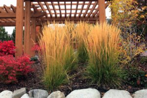 Ornamental grasses and vibrant foliage plants arranged under a wooden pergola in a landscaped garden, showcasing a mix of autumn colors and textures.