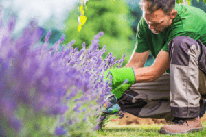 Pruning & Weed Removal: Key Tips for Bay Area Property Owners