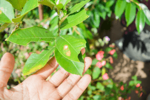 Protect your Bay Area trees! 🌳 Learn how to identify and manage common tree diseases while keeping your landscape healthy and vibrant.