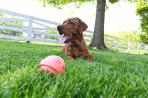 Pet-Friendly Landscaping: Safe and Fun Outdoor Spaces for Pets