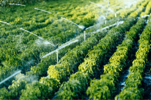 A lush green agricultural field being irrigated by multiple sprinklers, demonstrating an efficient water management system.
