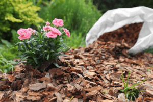 Mulch spread around a blooming pink flower in a garden bed, highlighting effective water management tips.