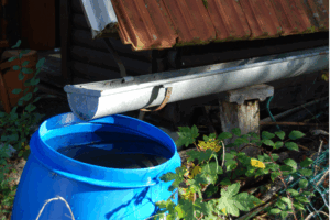 Blue rain barrel collecting water from roof gutter for sustainable stormwater management and rain gardens