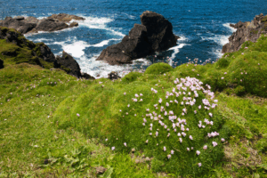 Coastal bluff with wildflowers and greenery overlooking the ocean, showcasing Bay Area native plants thriving in their natural habitat.