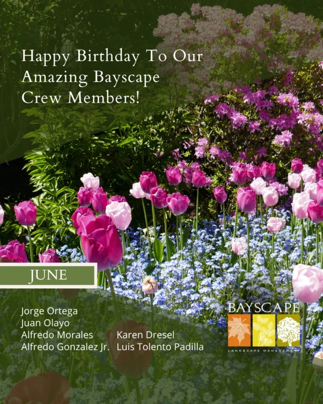 Happy Birthday to our incredible team members Jorge Ortega, Juan Olayo, Alfredo Morales, Alfredo Gonzalez Jr., Karen Dresel, and Luis Tolento Padilla! 🎉

Your dedication helps drive our success, and we’re proud to celebrate each of you. Here's to a great year ahead!

#BayscapeLandscapeManagement #Bayscape #Landscape #Management #TeamCelebration #HappyBirthday