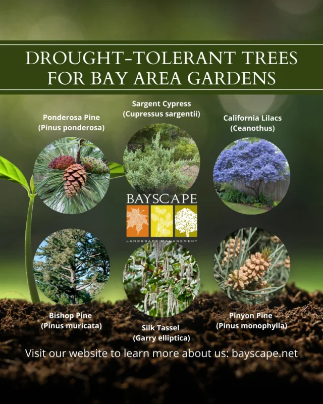 Drought-tolerant trees are a smart, sustainable choice for Bay Area gardens. They’re hardy, low-maintenance, and perfect for our dry summers. These trees not only conserve water—they support local ecosystems and elevate your curb appeal.

Need help selecting the right trees for your commercial or residential property? Contact us today for a consultation: bayscape.net/contact-us

#Bayscape #BayAreaLandscaping #DroughtTolerant #TreeCare #SustainableLandscaping #CaliforniaGardens #NativePlants #WaterSmartLandscaping #EcoFriendlyDesign