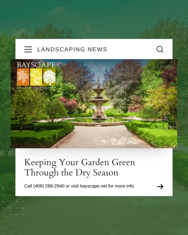Worried about keeping your garden green during the dry season? Discover drought-smart landscaping tips—from deep watering and drip irrigation to greywater systems and native plants. Save water, lower bills, and keep your landscape thriving all summer long. 🌞

👉 Learn how: bayscape.net/keeping-your-garden-green-through-the-dry-season

#DroughtResistantLandscaping #WaterWiseGardening #GreywaterSystems #BayAreaLandscaping #SustainableGardening #BayscapeLandscape